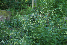 Nepeta govanianaGeel kattekruid bestellen